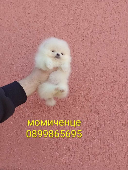 Прекрасни мини Померани !