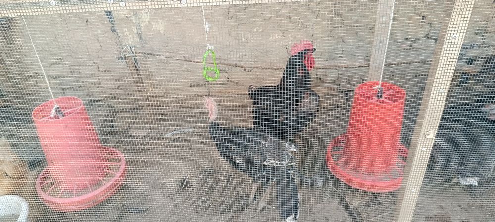 Товук ва Жужа ва индук сотамиз