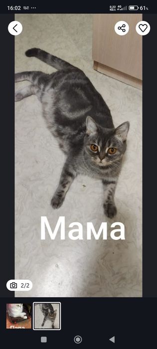 Резерв шотландцев