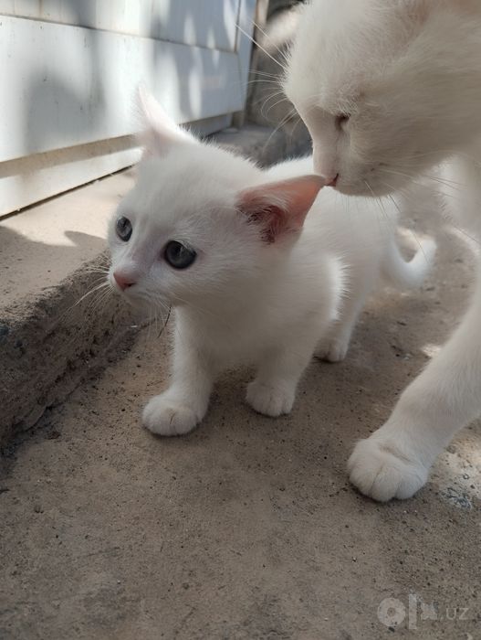 Продаёться котёнок 2 месяца