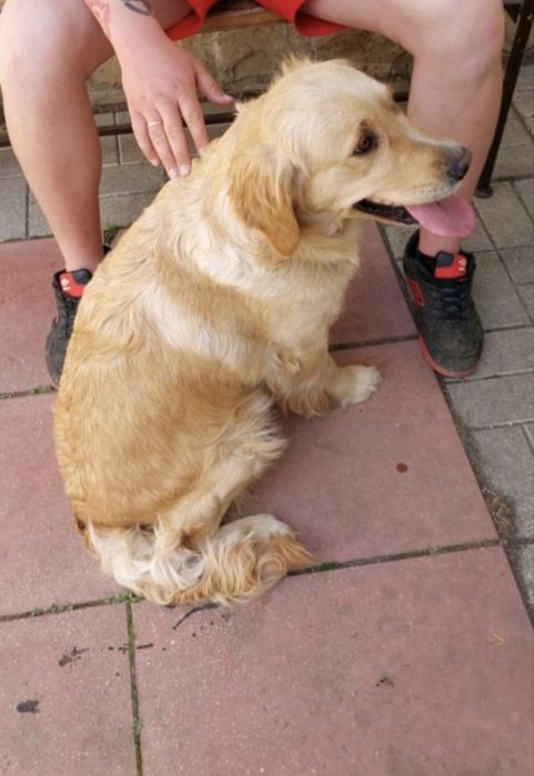 Голдън Ретривър кутрета