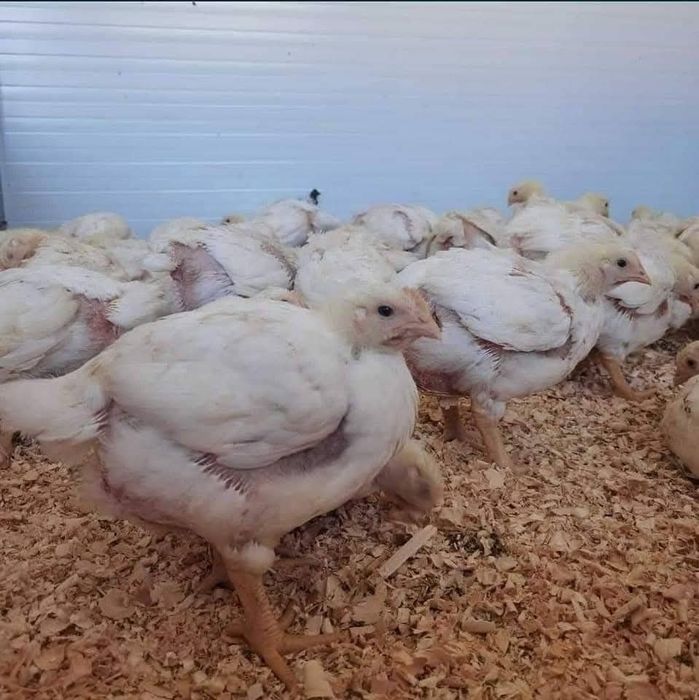 Vand pui albi si rasa mixta