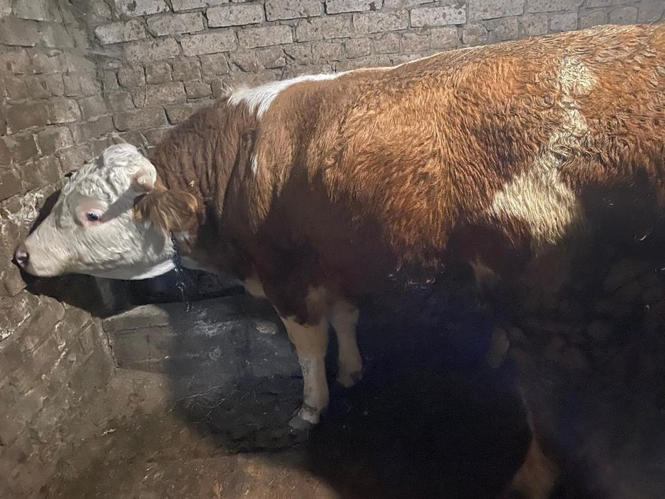Продам быка откормочного.