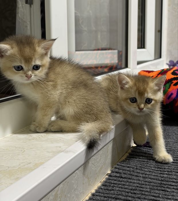 Британские котята