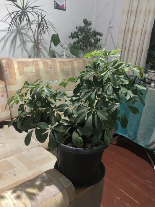 Продаю комнатные цветы