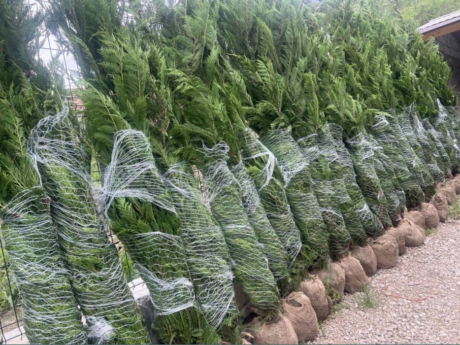 Leylandii chiparos verde gard viu vesnic 3m oriunde in tara