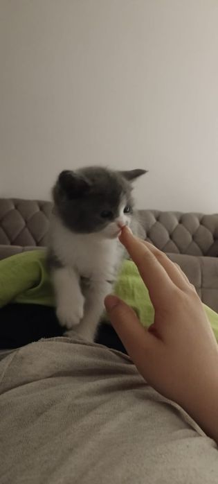 Срочно продам очень милый котёнок