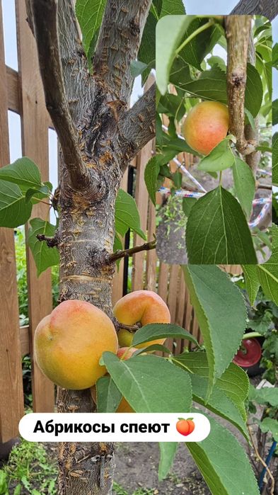 Продам дачу, Гудок