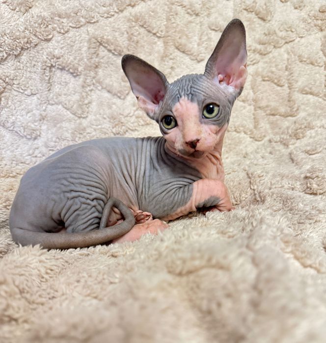 Fetița Sphynx foarte jucăușă