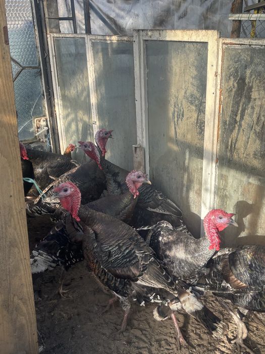 продавам Пуйки Големи