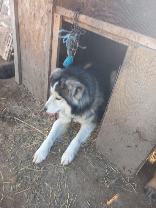 Donez  unei familii iubitoare  o cățelusa  husky
