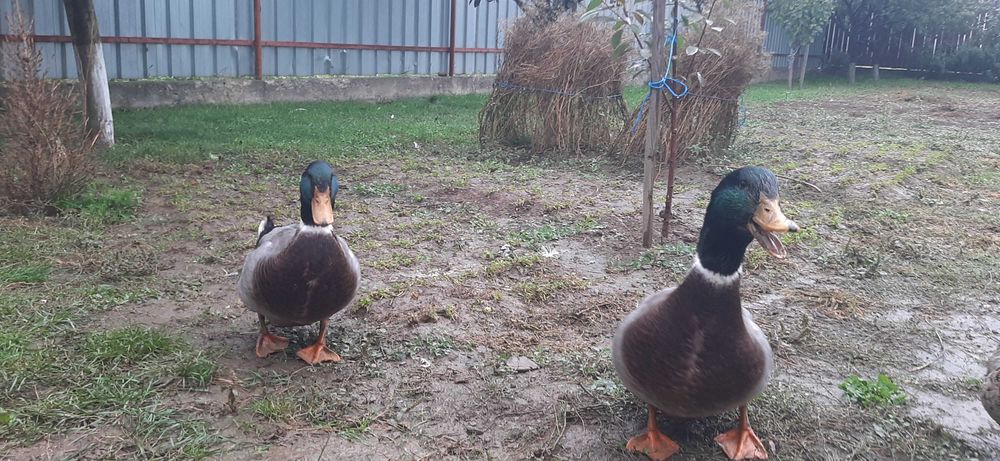 Vand rate si ratoi  Rouene