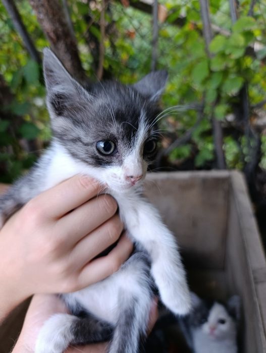 Котята  хорошие ,игривые .