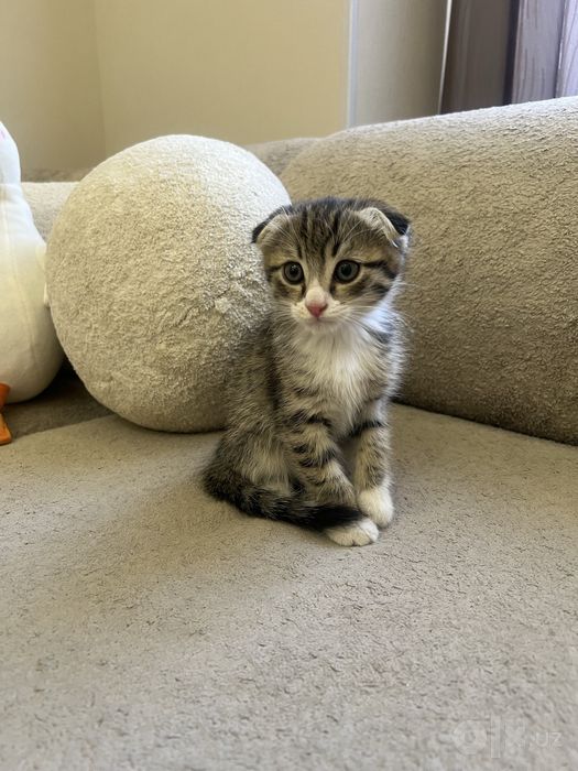 Scottish Fold (Шотланд бурмақулоқ