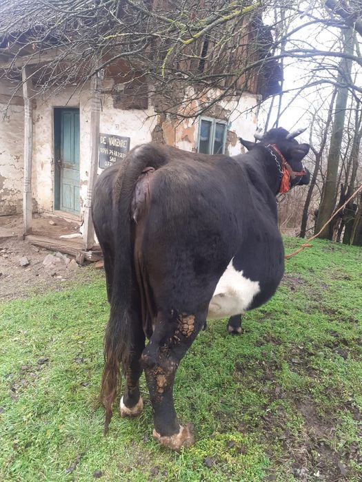 Vacă de vînzare !