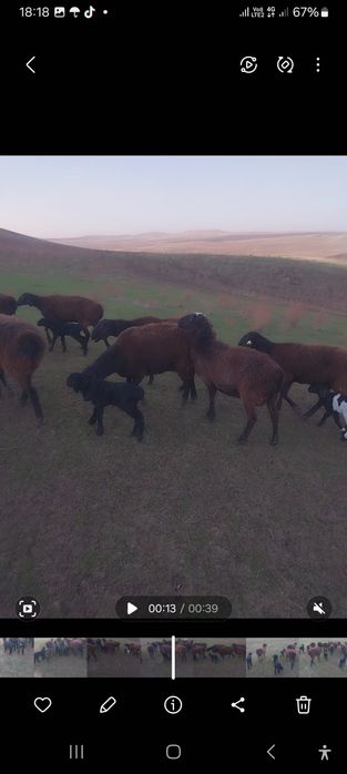 Қозлы қой сатылады.