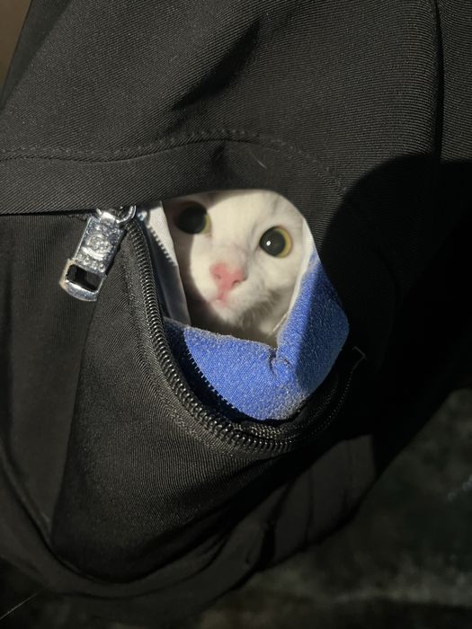 Кошка турецкая ангора