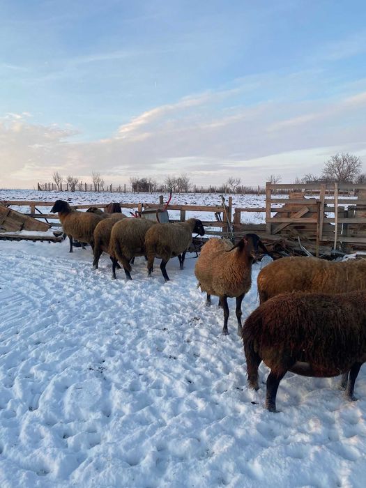 Oi carabase cu cap negru de Teleorman