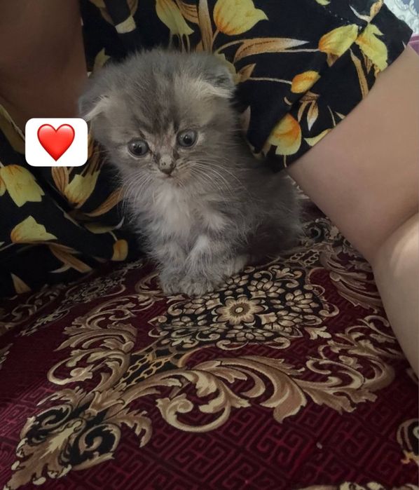 Skotish fold wirin muwukcha 3 oylik o’g’il bola