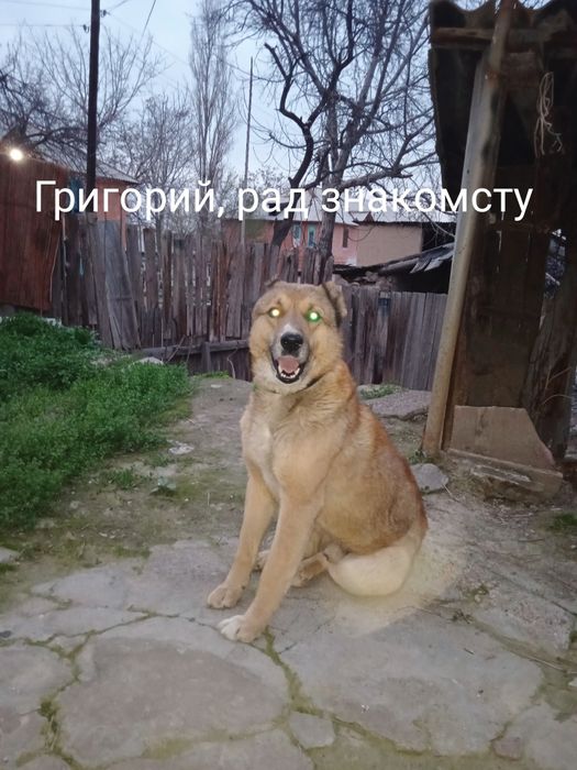 Продаётся собака Алабай ..