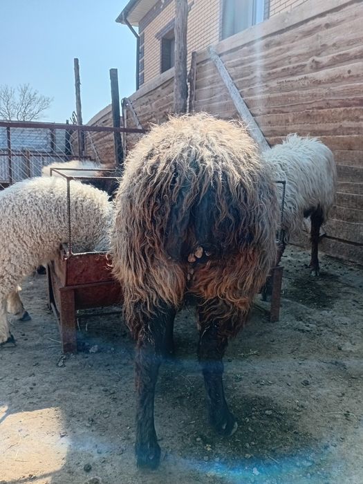 Қойлар бар жас ,қозылар