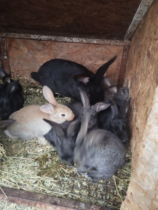 Iepuri mai multe rase