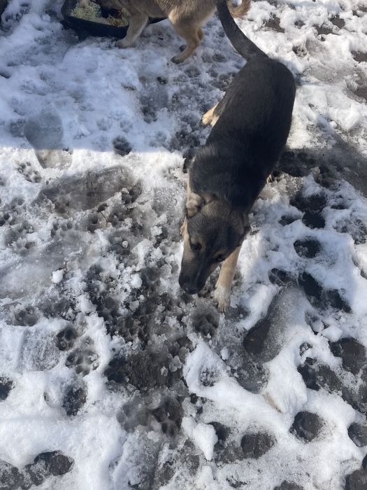 Отдам щенка в добрые руки, мальчик