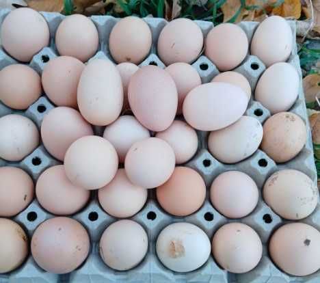 Ouă de găină crescute la curte