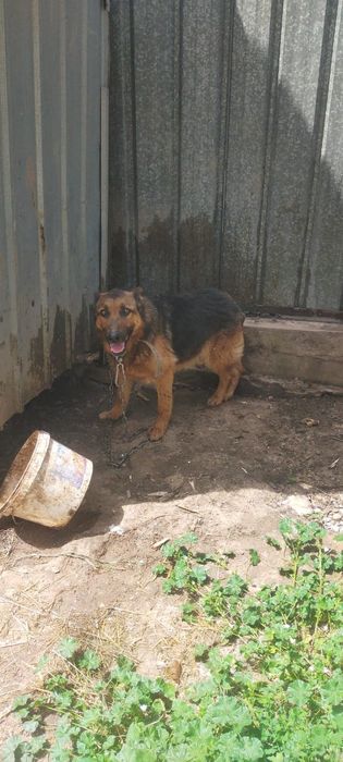 Продам кобеля восточно европейской овчарки