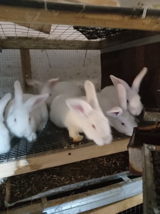 Продам кроликов. Белый Паннон