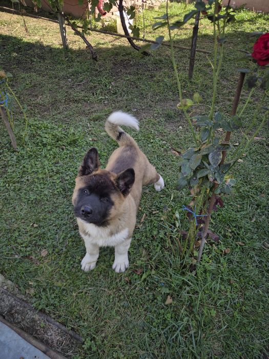 Puiut Akita American