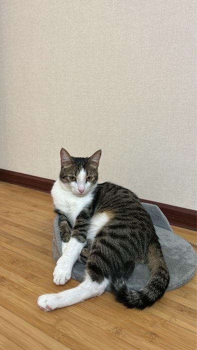 Пропал домашний котик по кличке Рами!