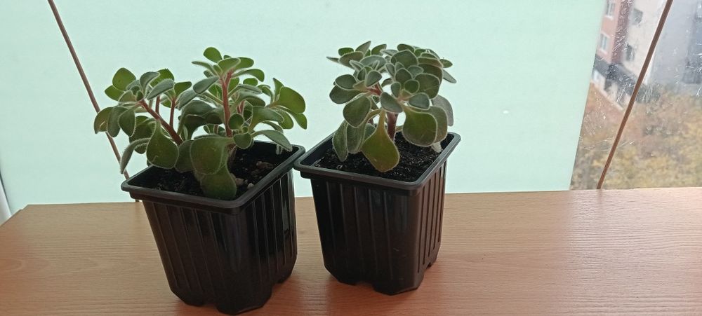 Комнатный цветок Аихризон, 700 тенге.