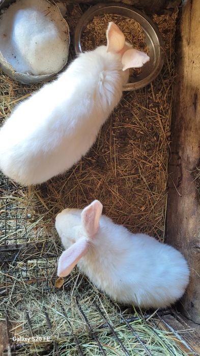 Продам кролов на племя