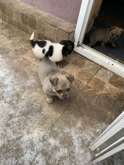 Donez , iubitorilor de animale