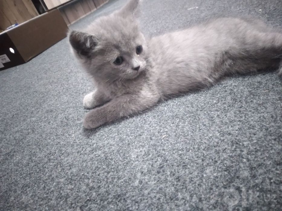 Scottish Fold zot mushuk