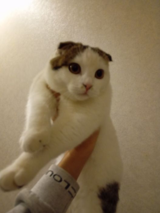 Scottish Fold mushugi