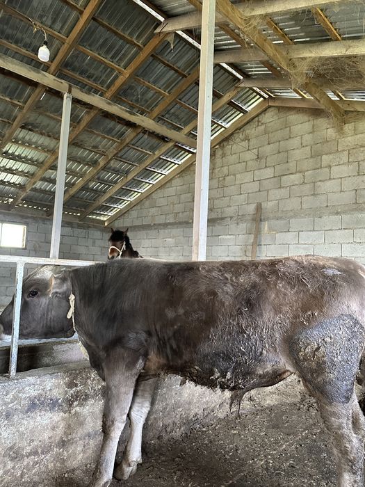 Семіз бұқалар сатылады. 1,5 жасар