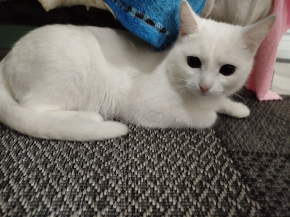 Кошечка ищет дом