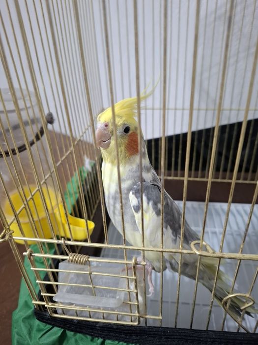 Продам попугая Корелла