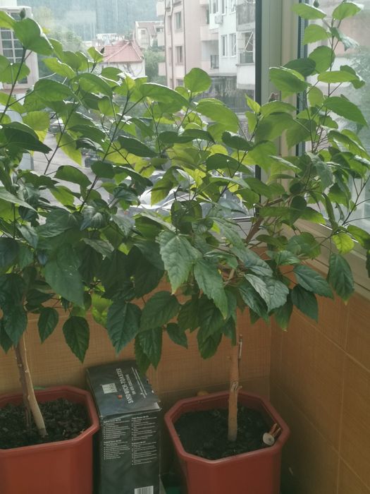 Китайски рози-червени