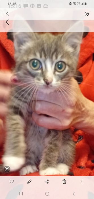 Ищем дом для домашних котят