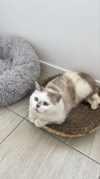 Кот мальчик в ответственные   руки