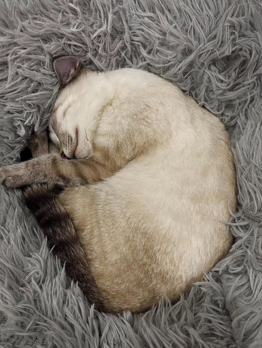 Отдам котенка с приданным