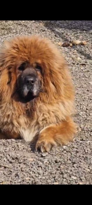 Тибетский мастиф