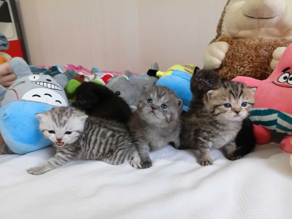 Продам породистых котят