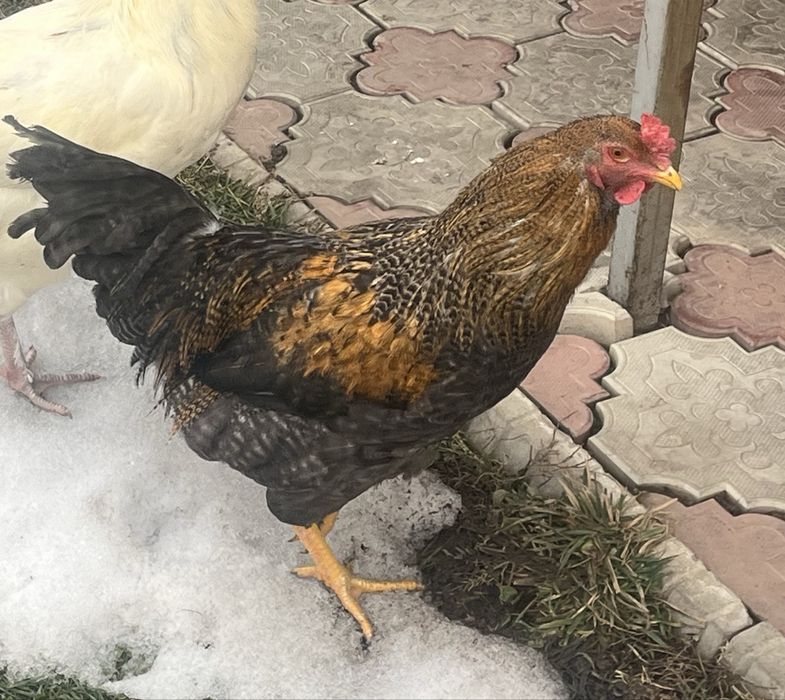 Петухи домашние