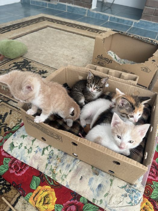 Котята отдам добрые руки