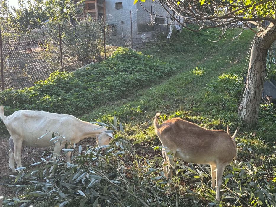 Capră de lapte Saanen (3 ani) + căpriță tineret (1 an) – mamă și fiică