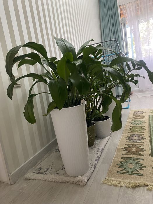 Домашние цветы в горшках